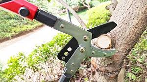 Manual Pruning — 4