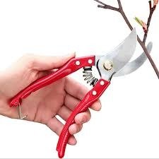 Manual Pruning