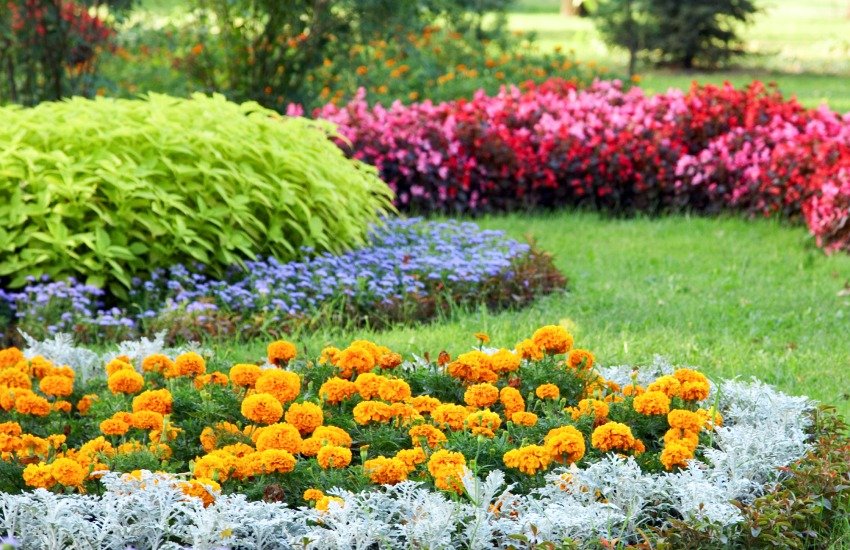 SEASONAL FLOWER SEEDS